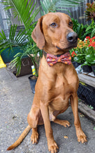 Load image into Gallery viewer, Koa's Ruff Life, Koa in a large autumn leaves and pumpkin bow tie for dogs