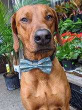 Load image into Gallery viewer, Koa's Ruff Life, Koa in a large fall vintage pumpkin trucks bow tie for dogs