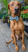 Load image into Gallery viewer, Koa's Ruff Life, Koa in a large fall vintage pumpkin trucks bow tie for dogs