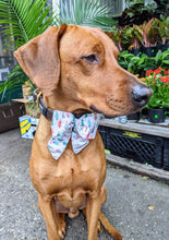 Load image into Gallery viewer, Koa's Ruff Life, Koa in a large Christmas tree sailor bow for dogs