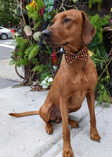 Load image into Gallery viewer, Koa's Ruff Life, Koa in a large Halloween checkered orange, black and yellow bow tie for dogs personalized with your pups name