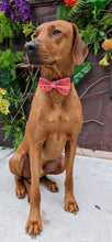 Load image into Gallery viewer, Koa's Ruff Life, Koa in a large red Christmas stripe bow tie for dogs