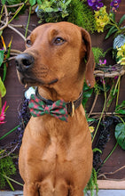 Load image into Gallery viewer, Koa's Ruff Life, Koa in a large christmas plaid bow tie for dogs personalized with your pup's name