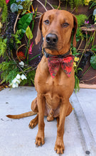 Load image into Gallery viewer, Koa's Ruff Life, Koa in a large poinsettia sailor bow for dogs personalized with your pup's name