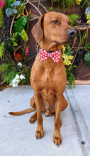 Load image into Gallery viewer, Koa's Ruff Life, Koa in a large red snowman bow tie for dogs