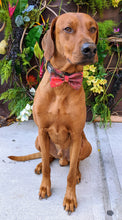 Load image into Gallery viewer, Koa's Ruff Life, Koa in a large red poinsettia bow tie for dogs personalized with your pup's name
