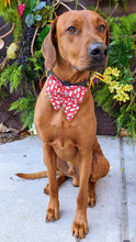 Load image into Gallery viewer, Koa's Ruff Life, Koa in a large red snowman sailor bow for dogs a