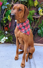 Load image into Gallery viewer, Koa's Ruff Life, Koa in a large red plaid Christmas train bandana for dogs
