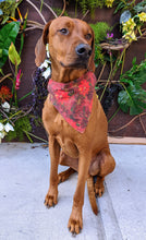 Load image into Gallery viewer, Koa's Ruff Life, Koa in a large poinsettia bandana for dogs, personalized with your pup's name