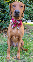 Load image into Gallery viewer, Koas' Ruff Life, Koa in a large asian themed sailor bow for dog