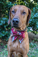 Load image into Gallery viewer, Koas' Ruff Life, Koa in a large asian themed sailor bow for dog