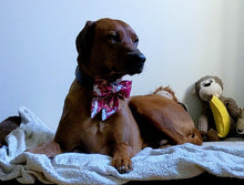 Load image into Gallery viewer, Koas' Ruff Life, Koa in a large asian themed sailor bow for dog