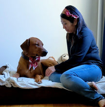 Load image into Gallery viewer, Koas' Ruff Life, Koa and Andy in matching  asian themed sailor bow for dog