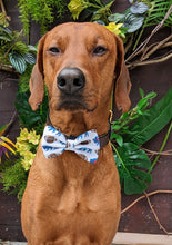Load image into Gallery viewer, Koa's Ruff Life, Koa in a large Buffalo football bow tie for dogs