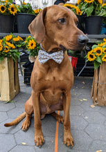 Load image into Gallery viewer, Koa's Ruff Life, Koa in a large New Years Eve Bow Tie for Dogs, personalized!