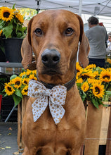 Load image into Gallery viewer, Koa's Ruff Life, Koa in a large Happy New Years large  sailor bow for dogs, personalized