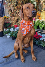 Load image into Gallery viewer, Koa's Ruff Life, Koa in a large orange Clemson Tigers football bandana for dogs