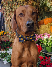 Load image into Gallery viewer, Koa's Ruff Life, Koa in a large Notre Dame fighting Irish bow tie for dogs, personalized with your dogs name.