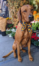 Load image into Gallery viewer, Koa's Ruff Life, Koa in a large Notre Dame blue and gold checkerboard sailor bow for dogs. Personalized with your pup's name!