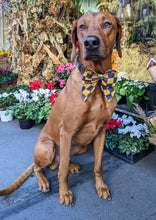 Load image into Gallery viewer, Koa's Ruff Life, Koa in a large Notre Dame blue and gold checkerboard sailor bow for dogs. Personalized with your pup's name!