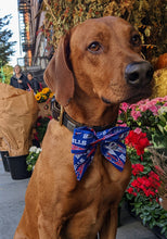 Load image into Gallery viewer, Koa's Ruff Life, Koa in a large Buffalo Bills sailor bow for dogs.