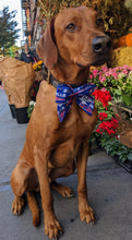 Load image into Gallery viewer, Koa's Ruff Life, Koa in a large Buffalo Bills sailor bow for dogs.