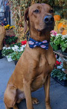 Load image into Gallery viewer, Koa's Ruff Life, Koa in a large New York Yankees bow tie for dogs
