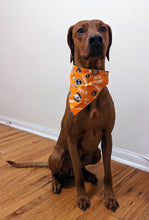 Load image into Gallery viewer, Koa's Ruff Life, Koa in a large orange Tennessee Volunteers bandana