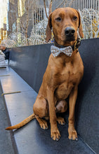 Load image into Gallery viewer, Koa's Ruff Life, Koa in a large New Years Eve Bow Tie for Dogs, personalized!