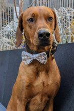 Load image into Gallery viewer, Koa's Ruff Life, Koa in a large New Years Eve Bow Tie for Dogs, personalized!