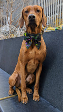 Load image into Gallery viewer, Koa's Ruff Life, Koa in a large mardi gras abstract sailor bow