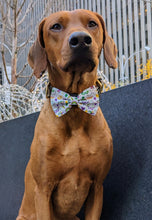 Load image into Gallery viewer, Koa's Ruff Life, Koa in a large white mardi gras celebration bow tie