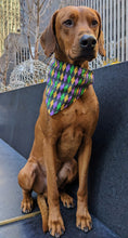 Load image into Gallery viewer, Koa's Ruff Life, Koa in a large mari gras argyle bandana personalized with your pups name