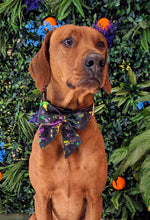 Load image into Gallery viewer, Koa's Ruff Life, Koa in a large mardi gras abstract sailor bow