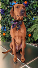 Load image into Gallery viewer, Koa's Ruff Life, Koa in a large mardi gras abstract sailor bow