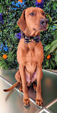 Load image into Gallery viewer, Koa's Ruff Life, Koa in a large mardi gras abstract bow tie personalized with your pups name