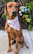 Load image into Gallery viewer, Koa's Ruff Life, Koa in a large crawfish boil bandana