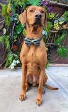 Load image into Gallery viewer, Koa's Ruff Life, Koa in a large southern camouflage bow tie
