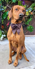 Load image into Gallery viewer, Koa's Ruff Life, Koa in a large southern crawfish sailor bow