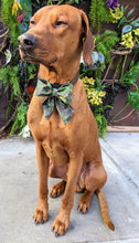 Load image into Gallery viewer, Koa's Ruff Life, Koa in a large southern camouflage sailor bow