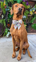 Load image into Gallery viewer, Koa's Ruff Life, Koa in a large white Mardi Gras Masquerade Sailor bow