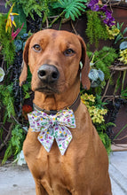 Load image into Gallery viewer, Koa's Ruff Life, Koa in a large white Mardi Gras Masquerade Sailor bow