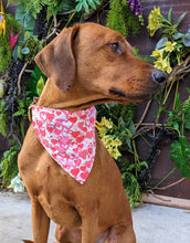 Load image into Gallery viewer, Koa's Ruff Life, Koa in a large pink and white Valentine's day bandana personalized with your pup's name