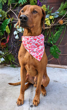 Load image into Gallery viewer, Koa's Ruff Life, Koa in a large pink and white Valentine's day bandana personalized with your pup's name