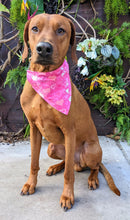 Load image into Gallery viewer, Koa's Ruff Life, Koa in a large lots of log dog bandana personalized with your pup's name