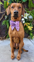 Load image into Gallery viewer, Koa's Ruff Life, Koa in a large purple bee mine sailor bow