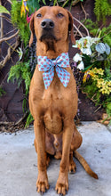 Load image into Gallery viewer, Koa's Ruff Life, Koa in a large BFF heart sailor bow