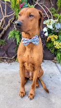 Load image into Gallery viewer, Koa's Ruff Life, Koa in a large BFF heart bow tie