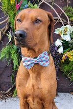 Load image into Gallery viewer, Koa's Ruff Life, Koa in a large BFF heart bow tie
