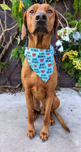 Load image into Gallery viewer, Koa's Ruff Life, Koa in a large blue heart breaker bandana